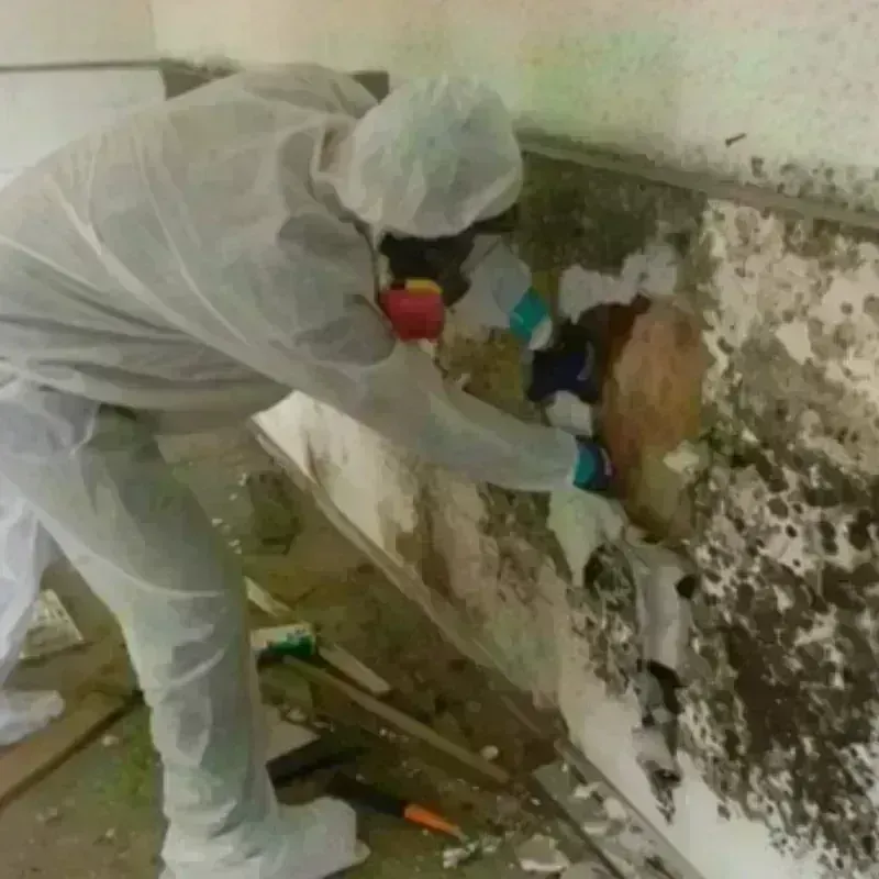 Best Mold Remediation and Removal Service in McGuire AFB, NJ